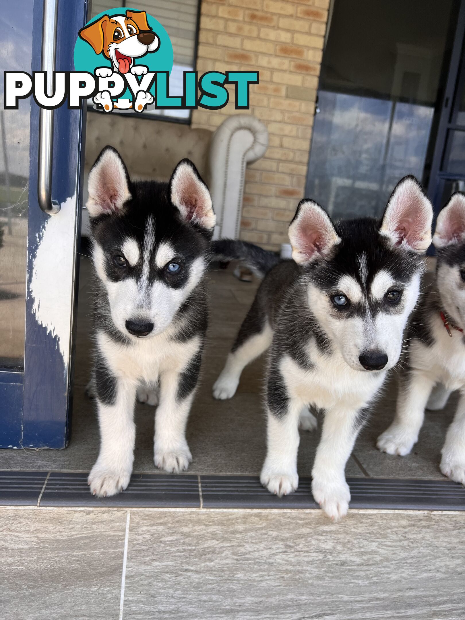 Siberian husky puppies