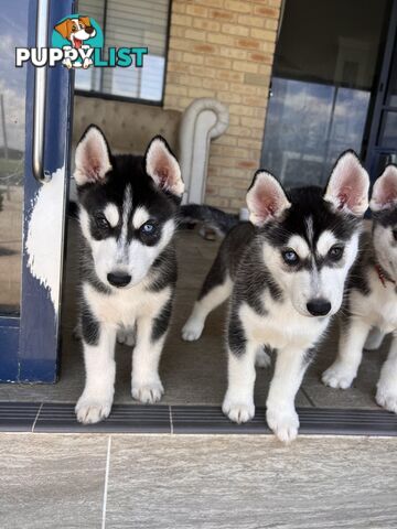 Siberian husky puppies