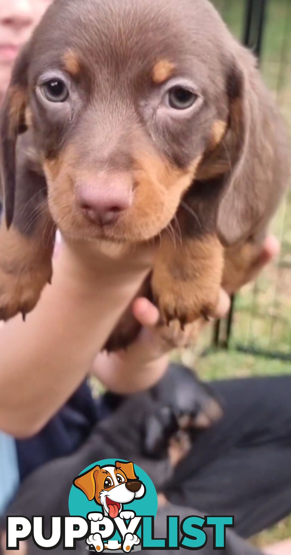 Little sausages for sale