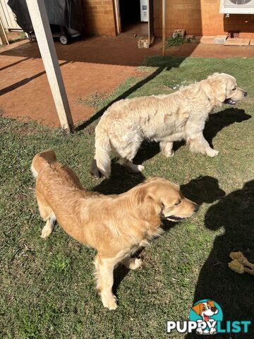 Golden Retriever Puppies 🌼