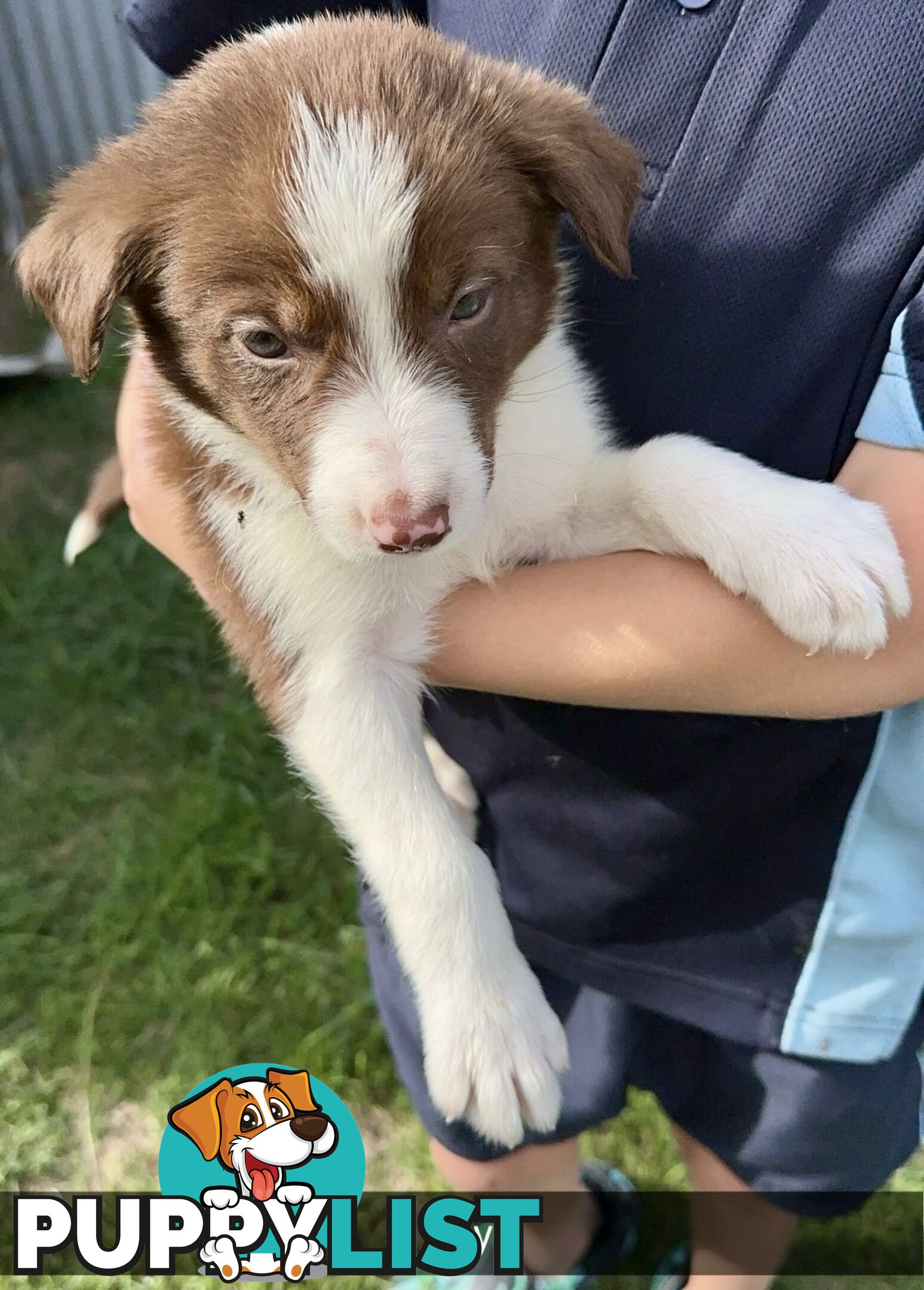 Purebred border collies