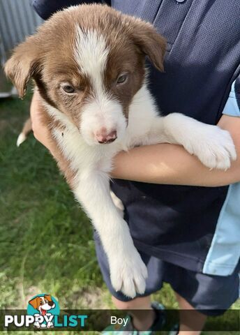 Purebred border collies