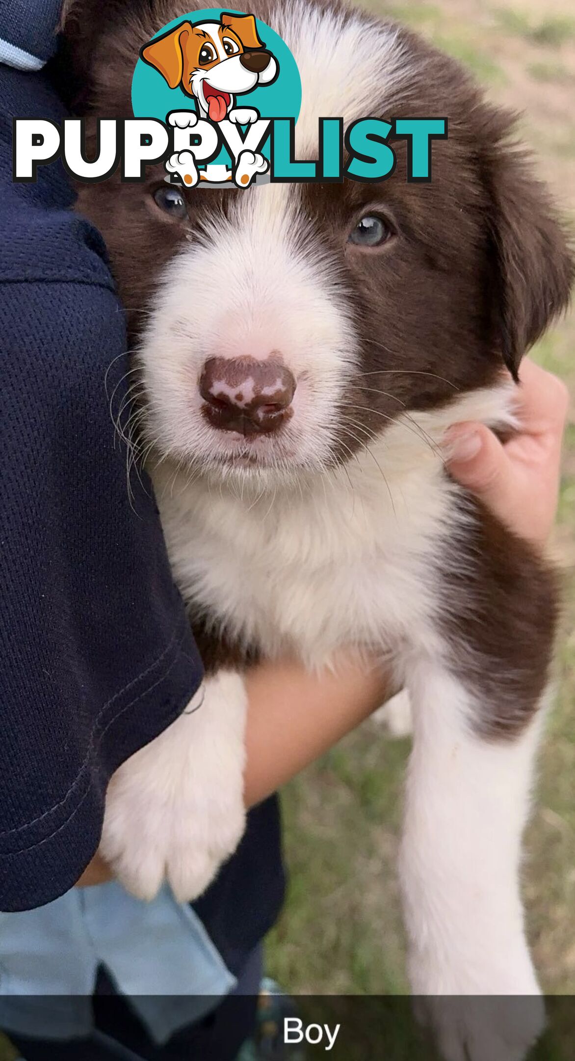 Purebred border collies