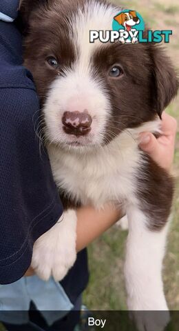 Purebred border collies