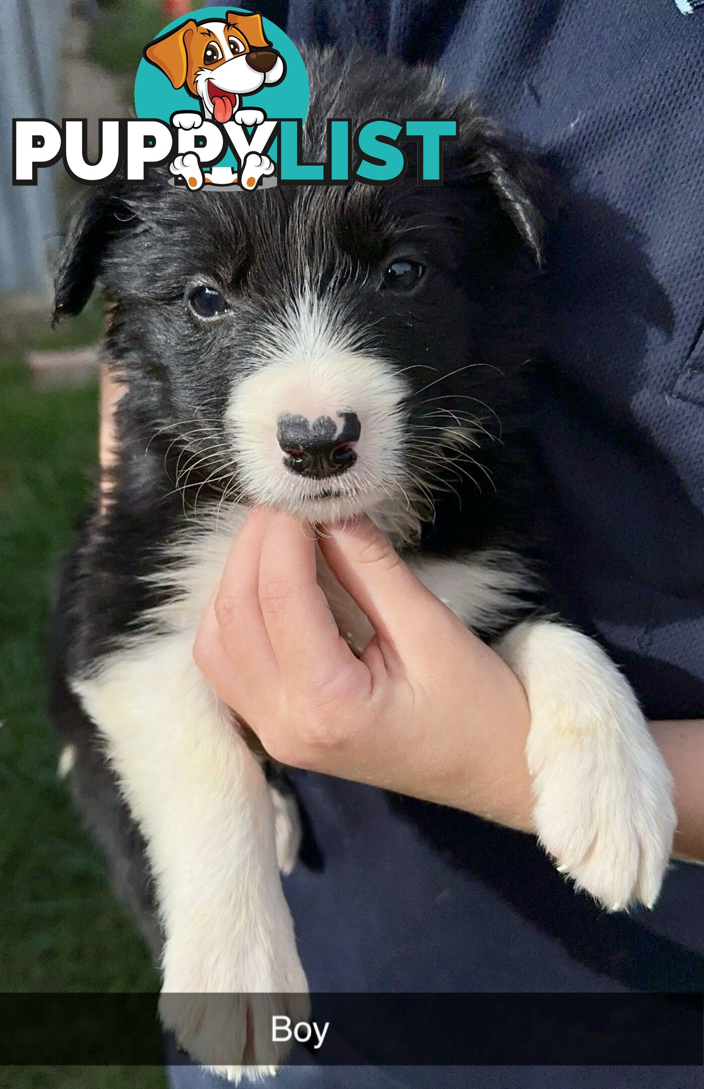 Purebred border collies