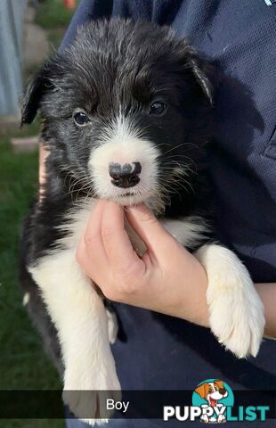 Purebred border collies