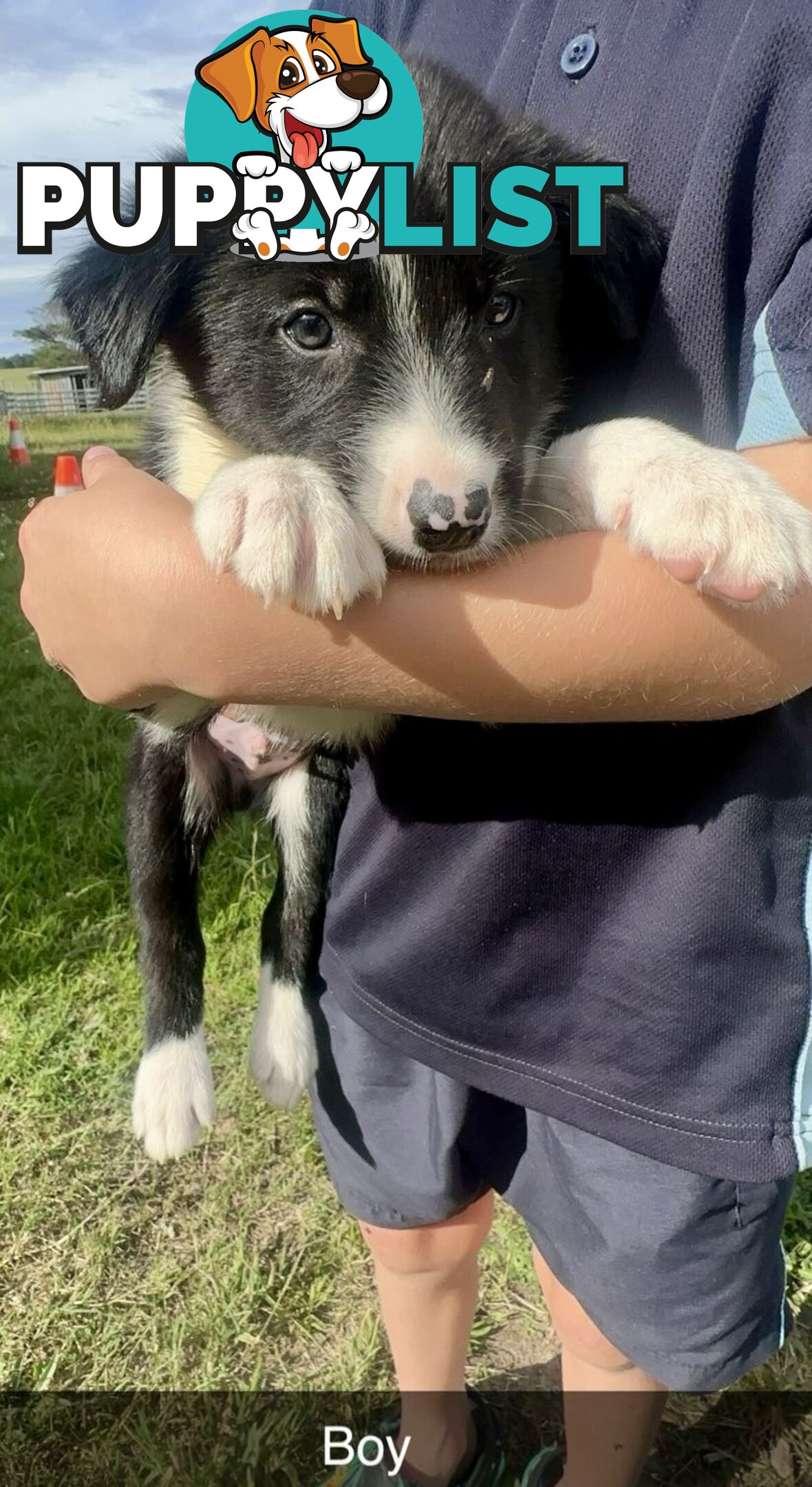 Purebred border collies