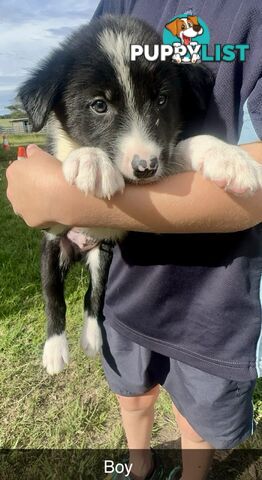 Purebred border collies