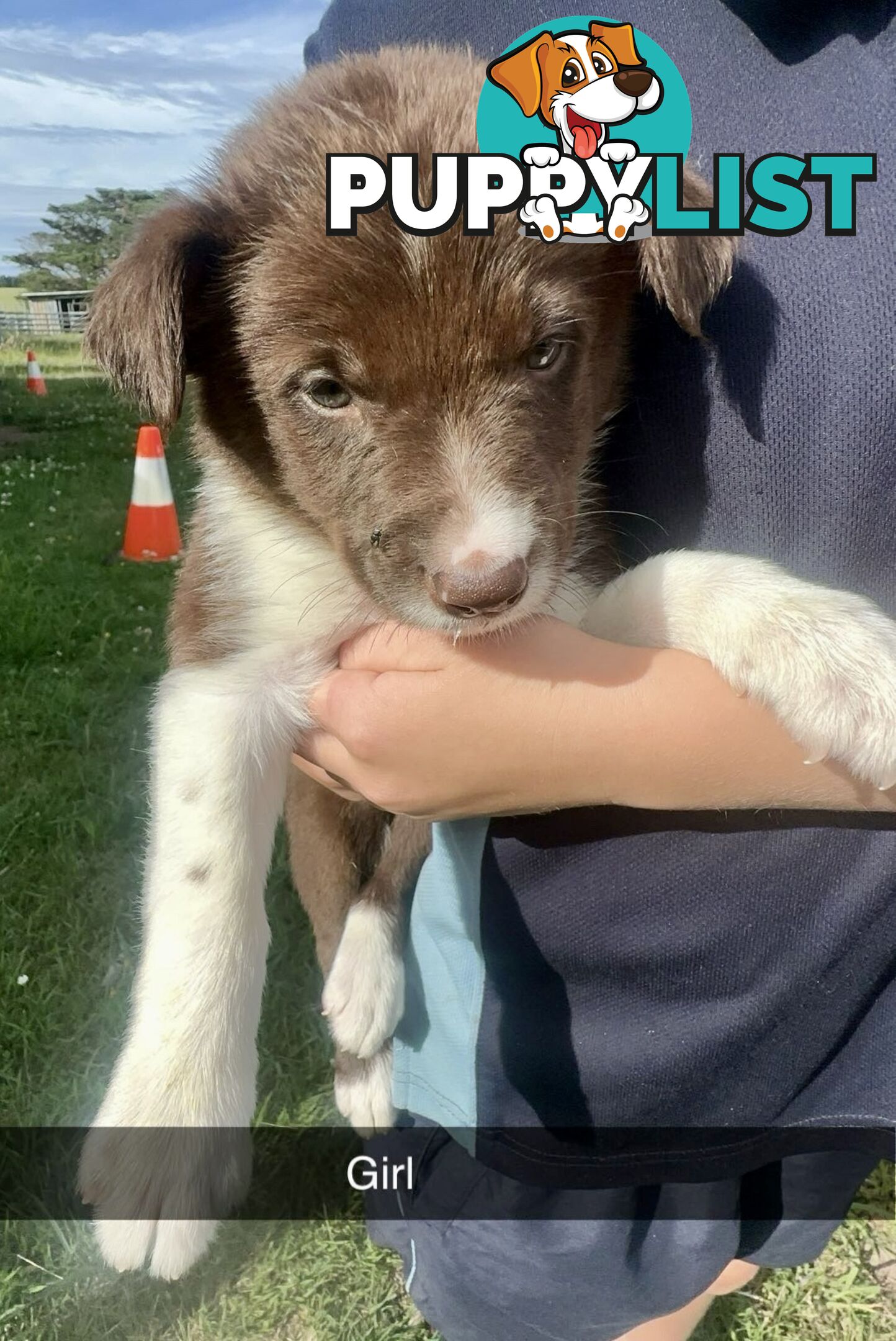 Purebred border collies