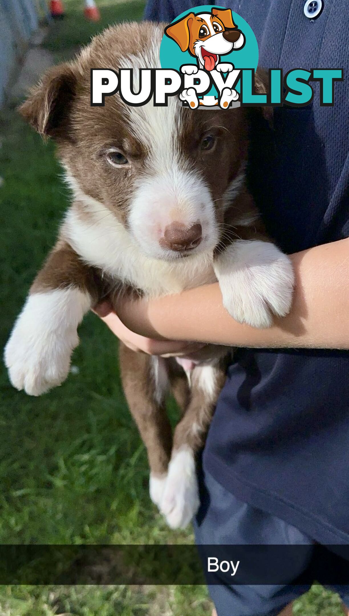 Purebred border collies