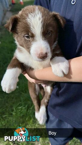 Purebred border collies