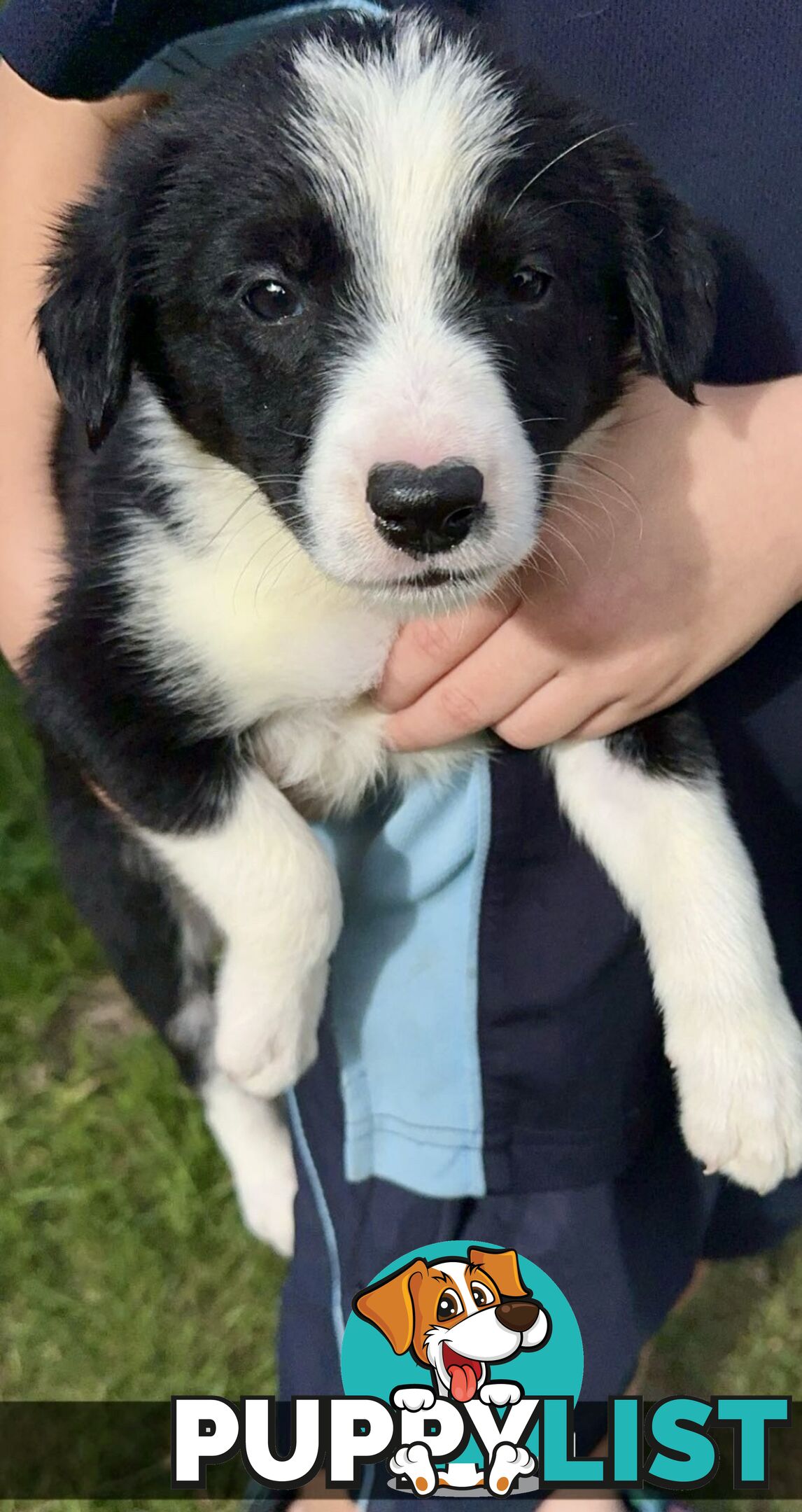 Purebred border collies