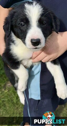 Purebred border collies