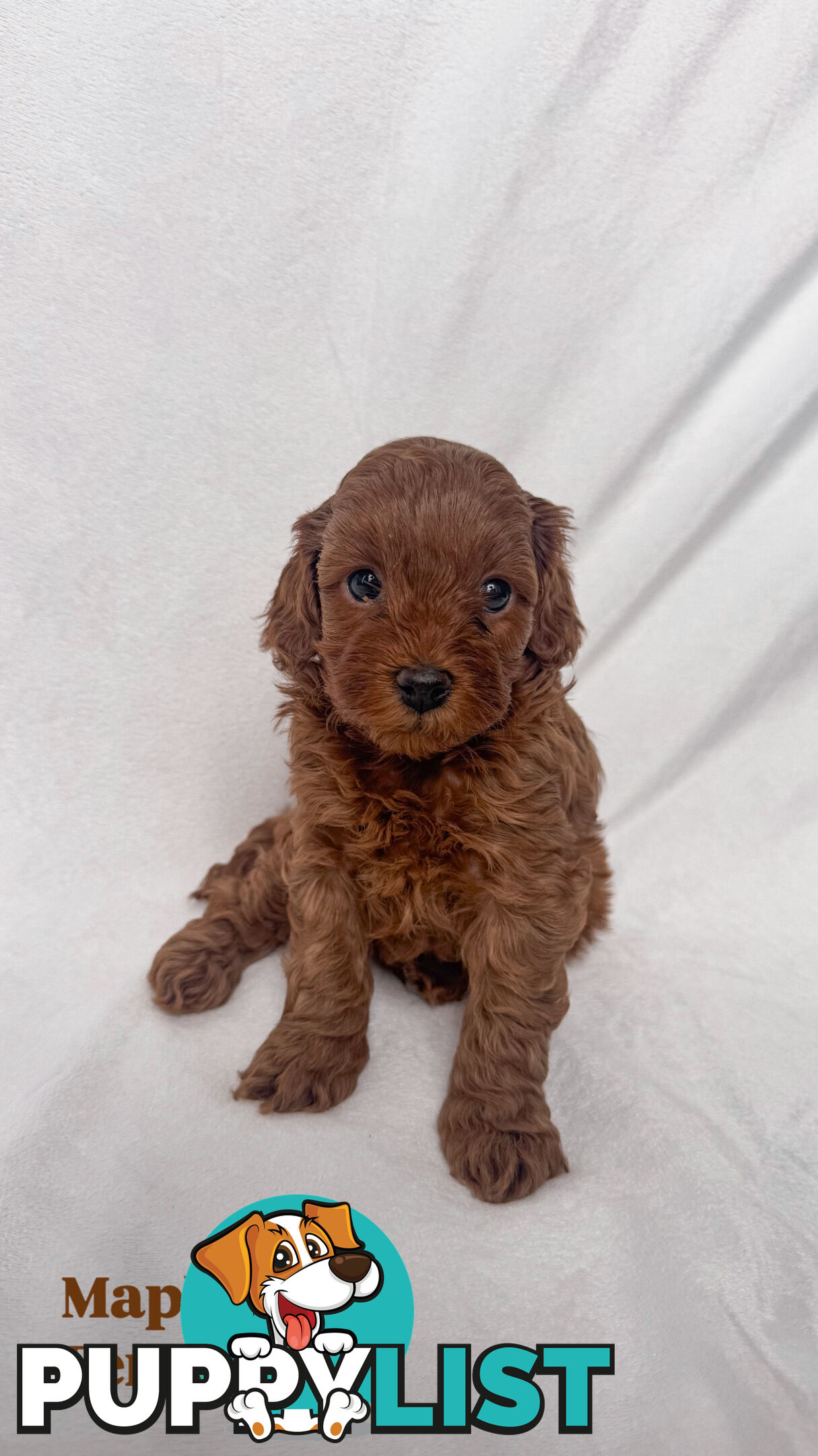 Five Toy Cavoodles ready to be loved by you!