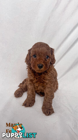 Five Toy Cavoodles ready to be loved by you!