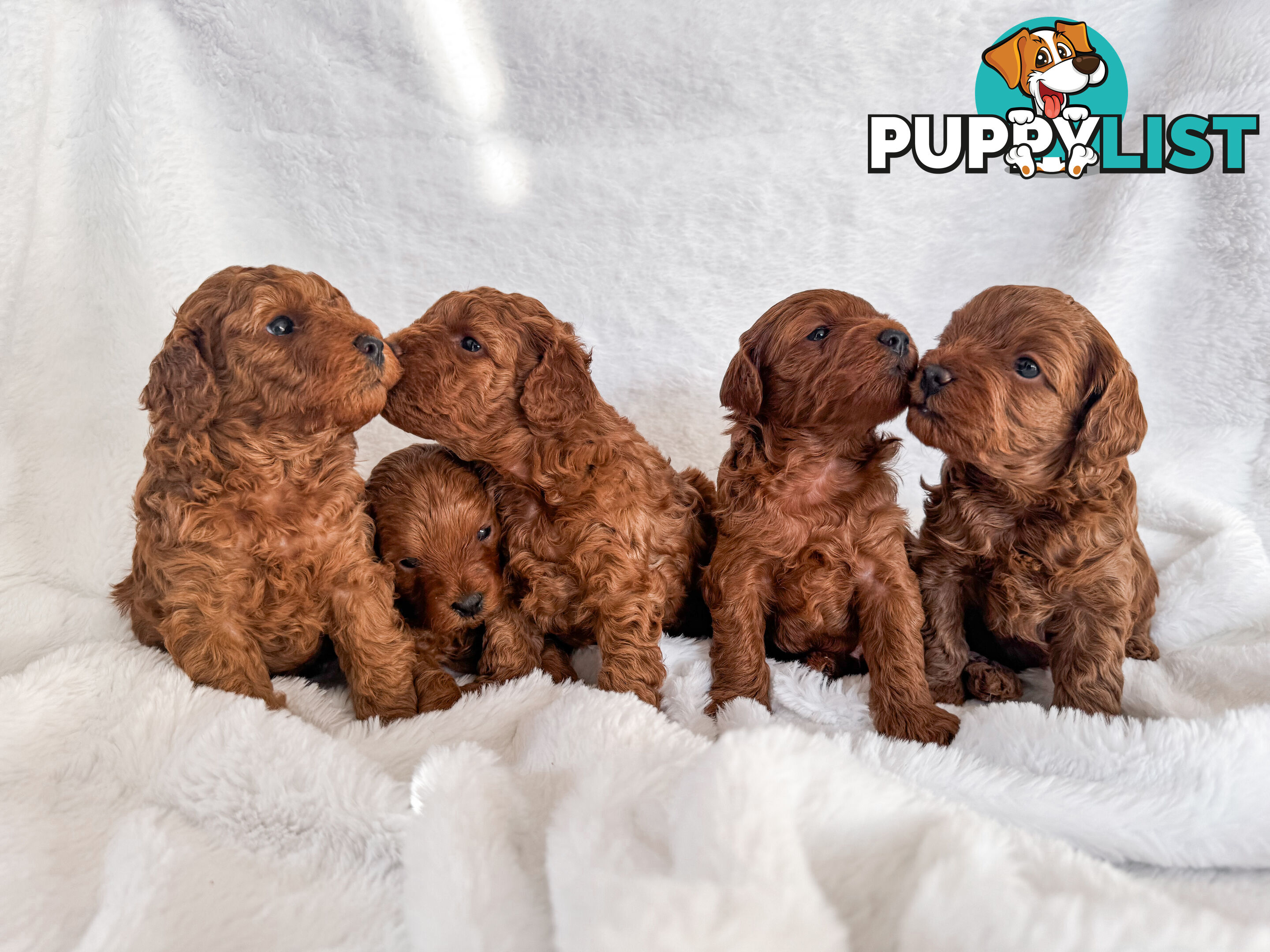 Five Toy Cavoodles ready to be loved by you!