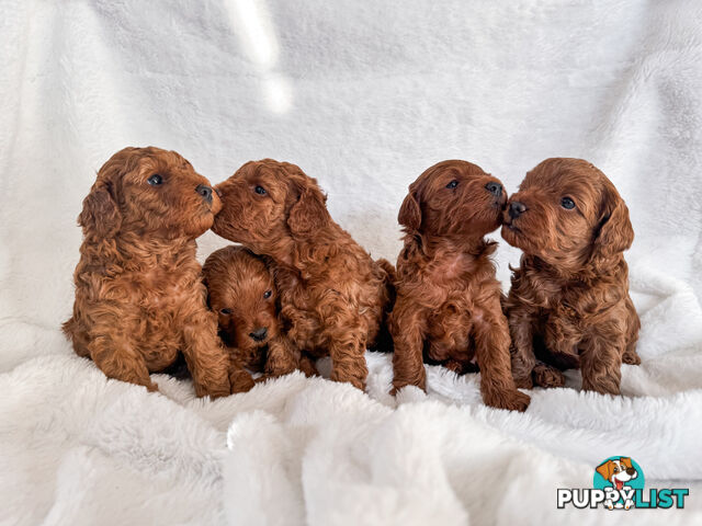 Five Toy Cavoodles ready to be loved by you!