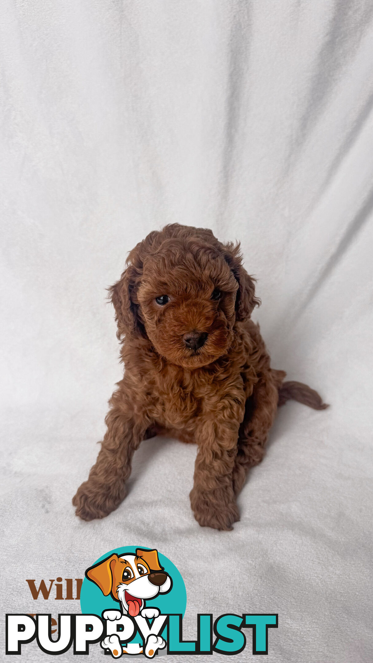 Three TOY Cavoodles ready to be loved by you!