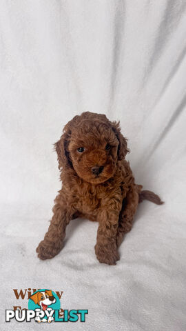 Three TOY Cavoodles ready to be loved by you!