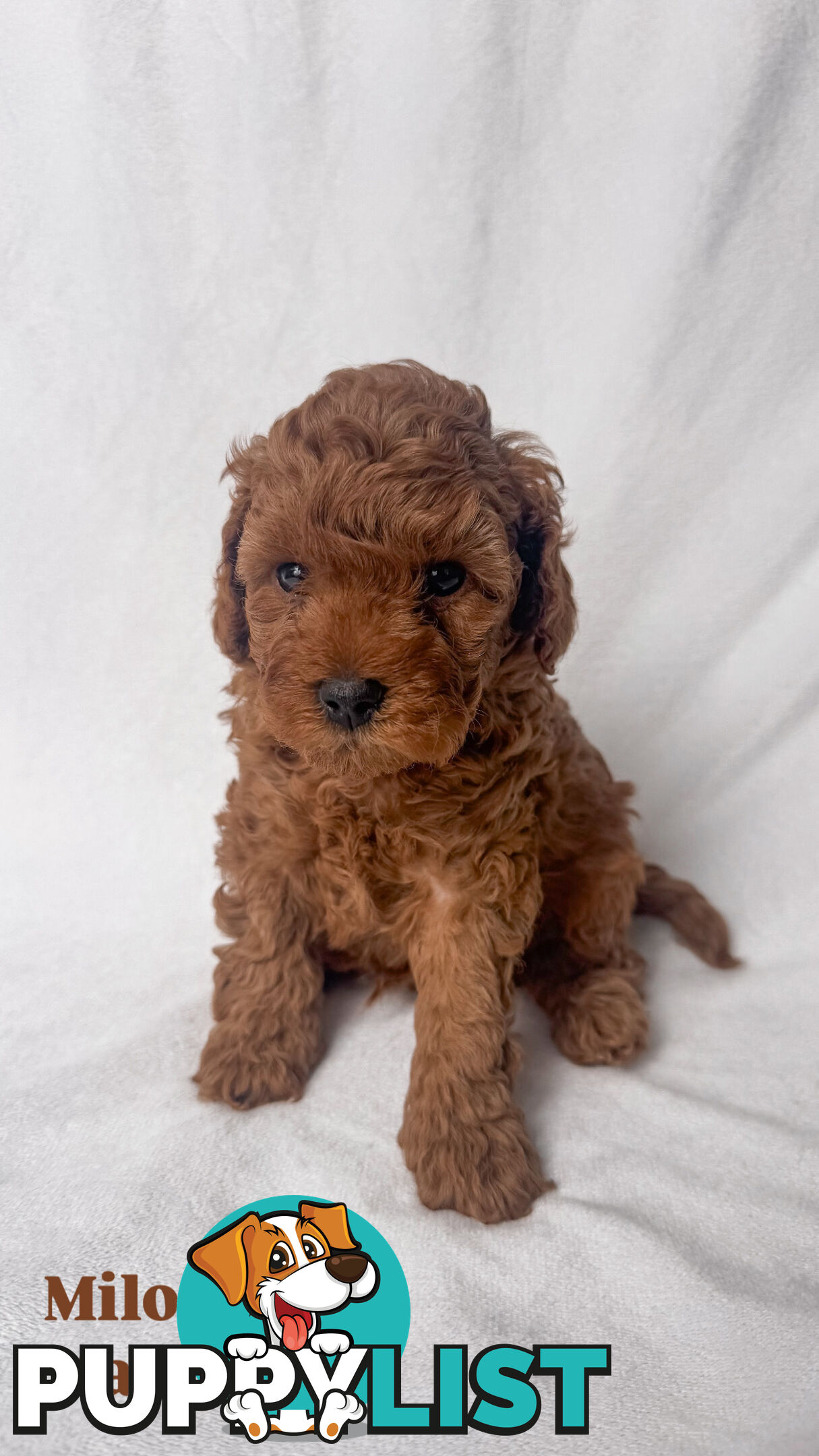 Three TOY Cavoodles ready to be loved by you!