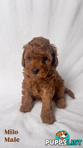 Five Toy Cavoodles ready to be loved by you!