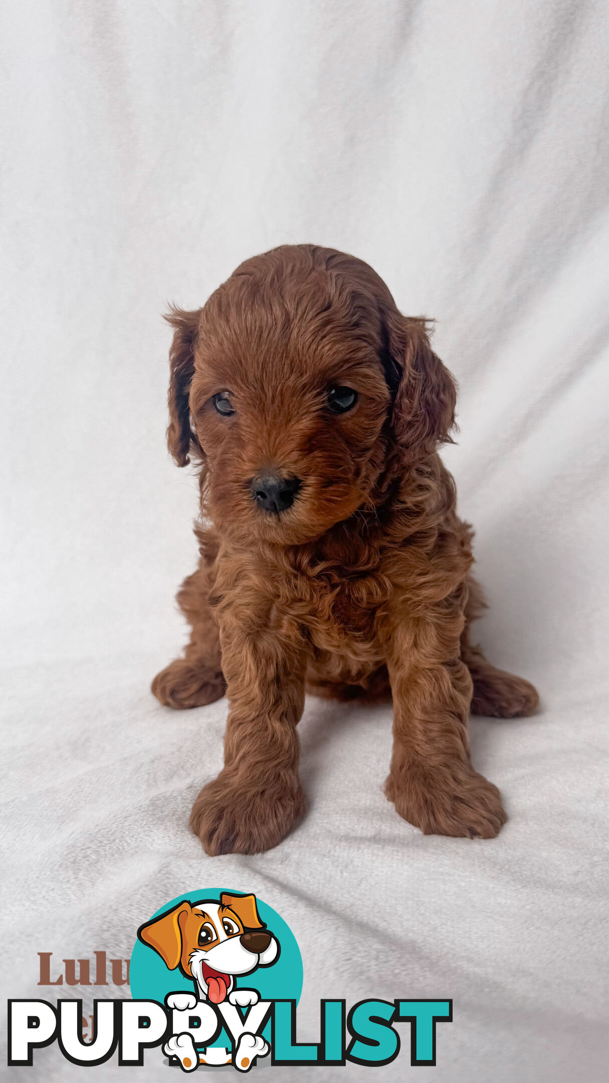 Five Toy Cavoodles ready to be loved by you!