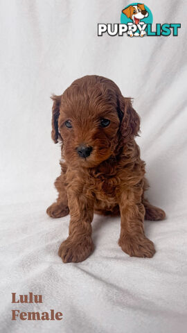 Five Toy Cavoodles ready to be loved by you!