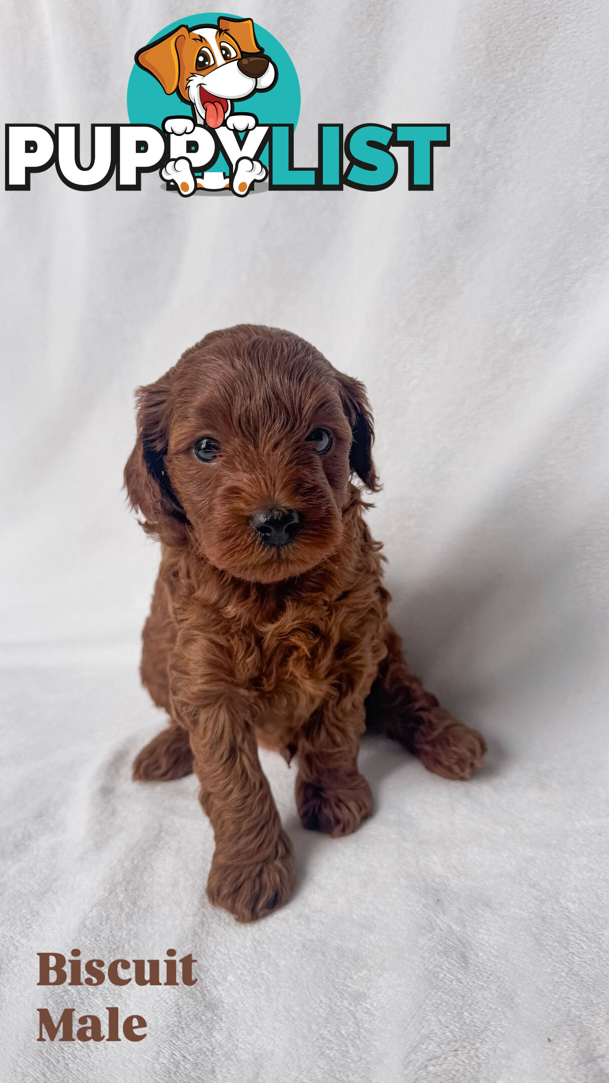 Five Toy Cavoodles ready to be loved by you!