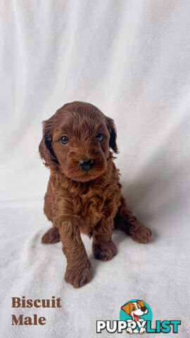 Five Toy Cavoodles ready to be loved by you!