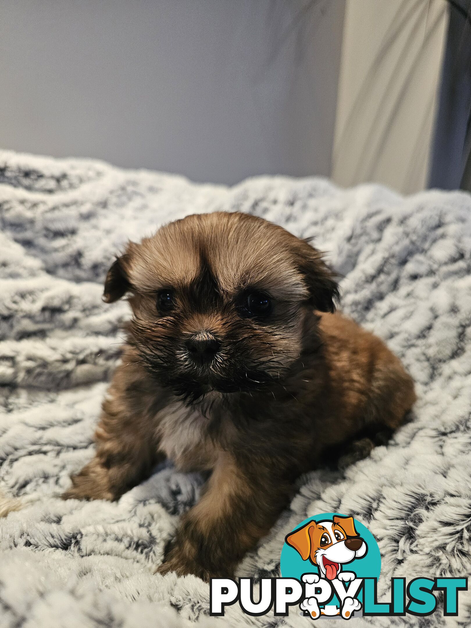 Maltese shihtzu x Lhasa Apso