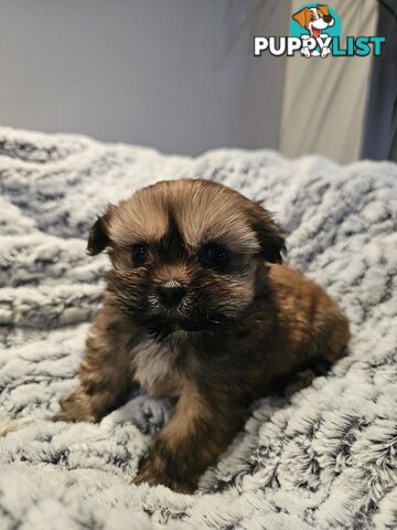 Maltese shihtzu x Lhasa Apso