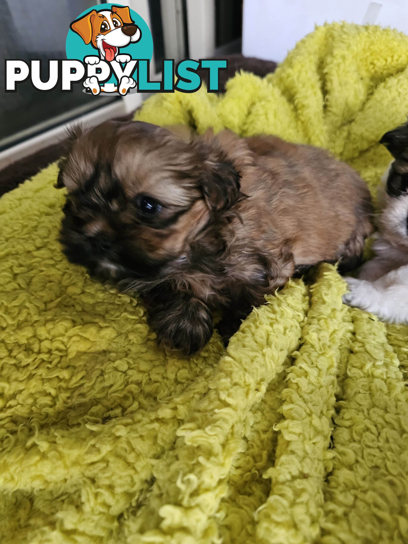 Maltese shihtzu x Lhasa Apso