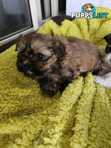 Maltese shihtzu x Lhasa Apso