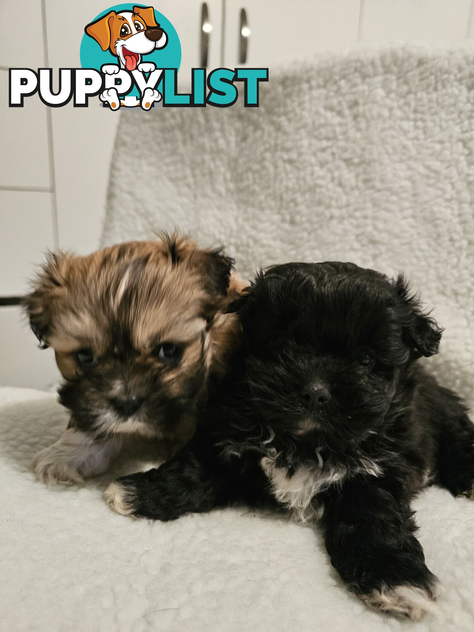 Maltese shihtzu x Lhasa Apso