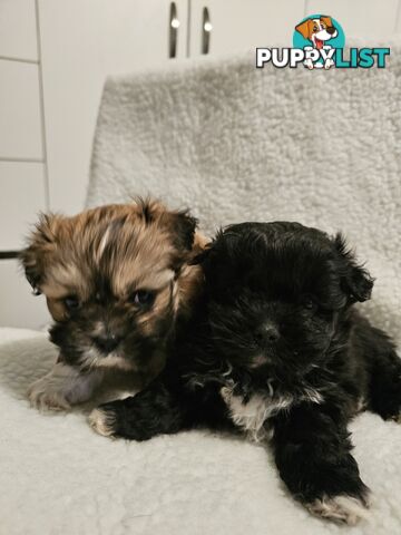 Maltese shihtzu x Lhasa Apso