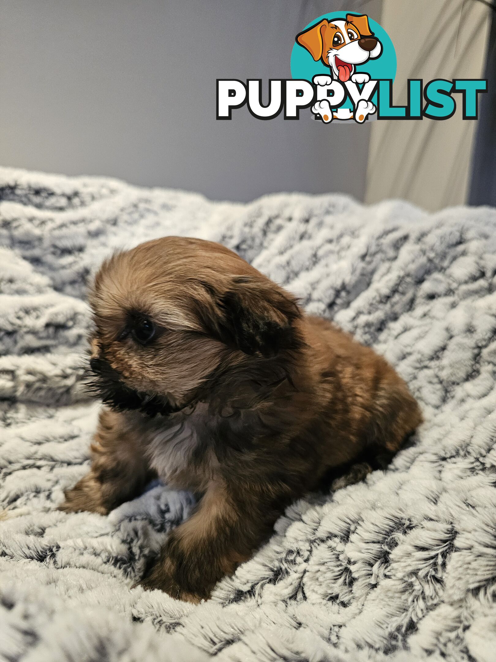 Maltese shihtzu x Lhasa Apso