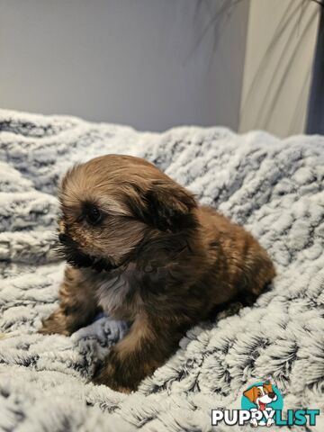 Maltese shihtzu x Lhasa Apso