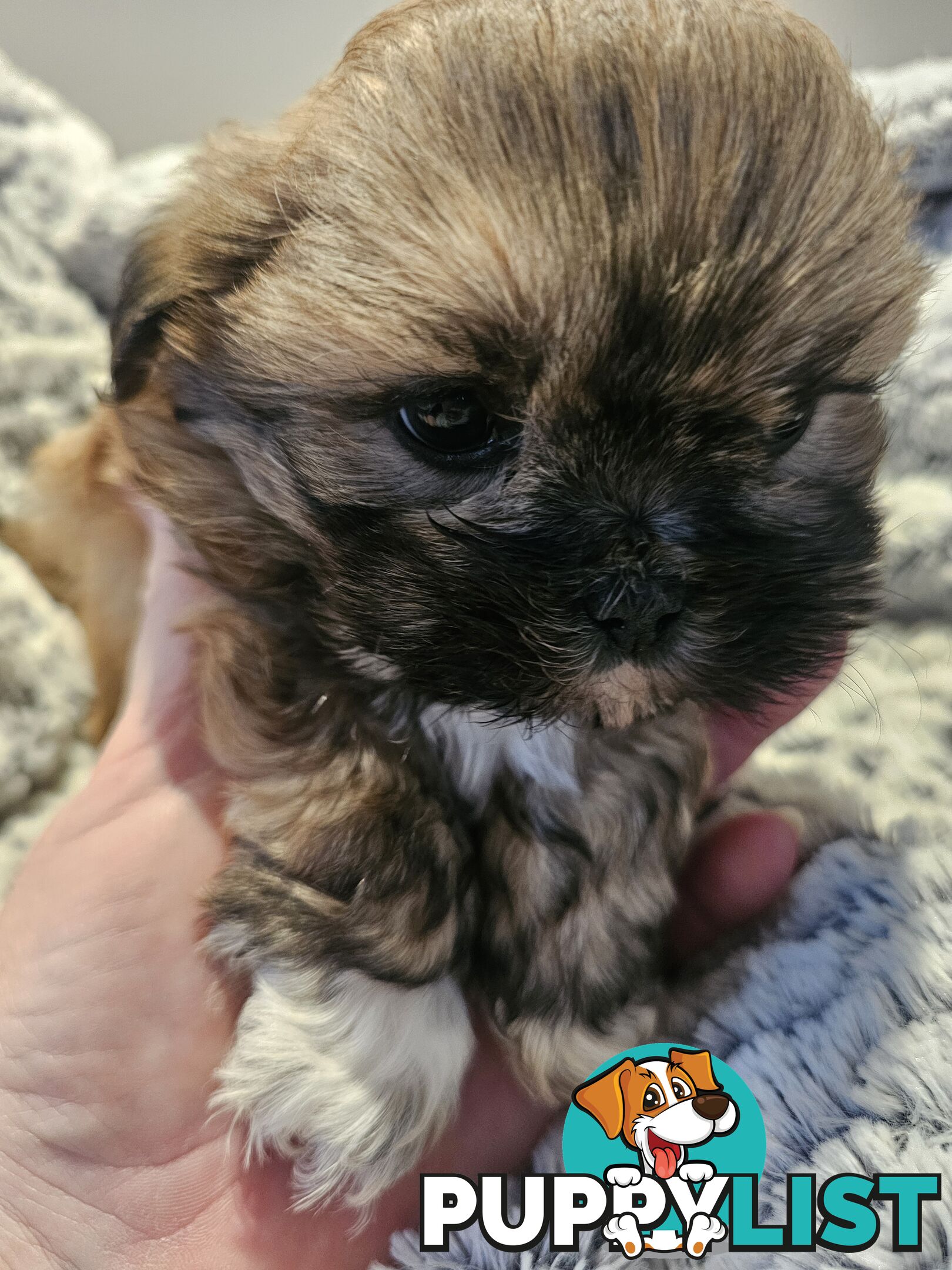Maltese shihtzu x Lhasa Apso
