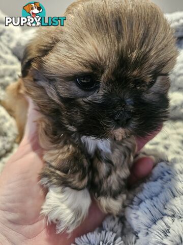 Maltese shihtzu x Lhasa Apso