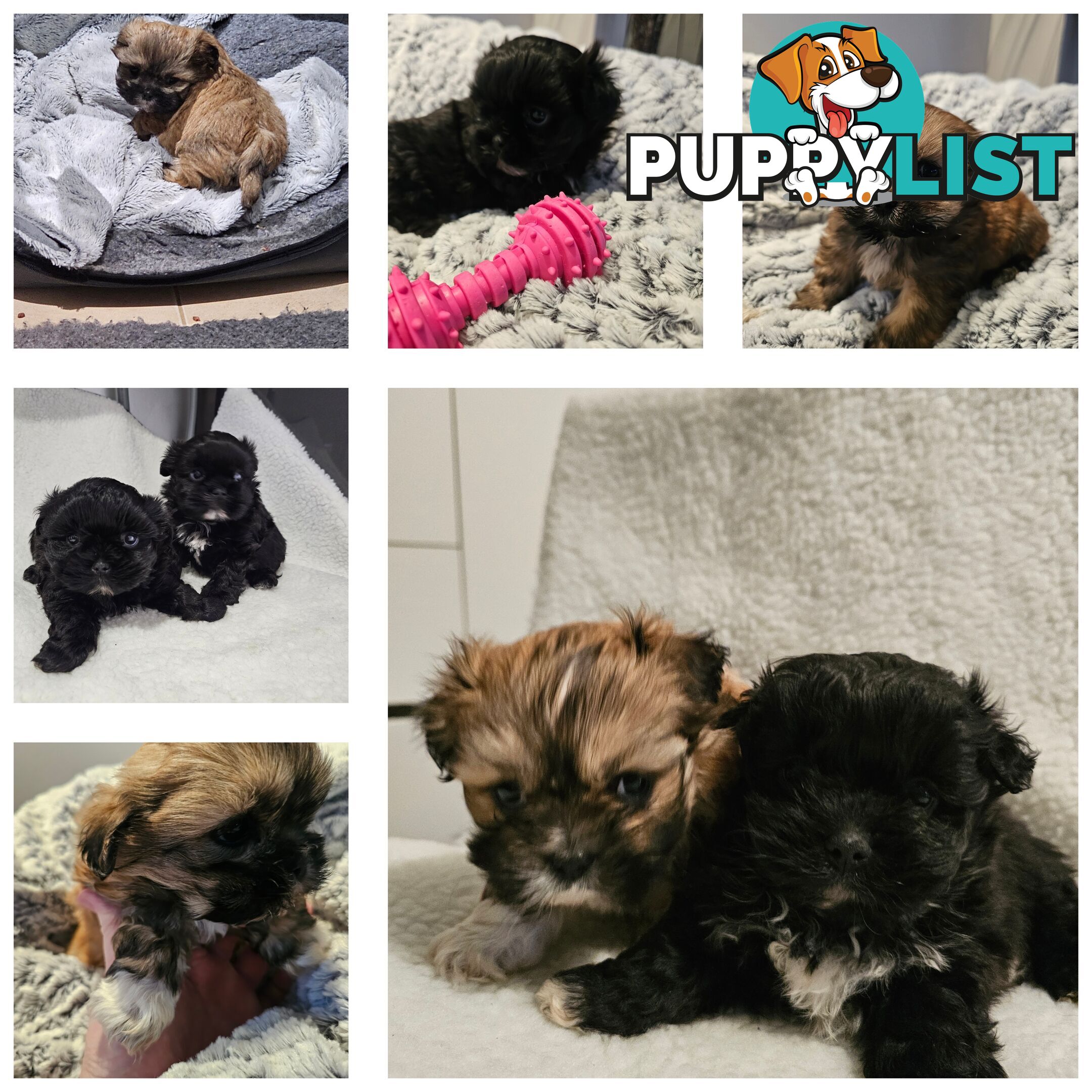 Maltese shihtzu x Lhasa Apso
