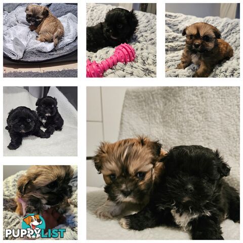 Maltese shihtzu x Lhasa Apso