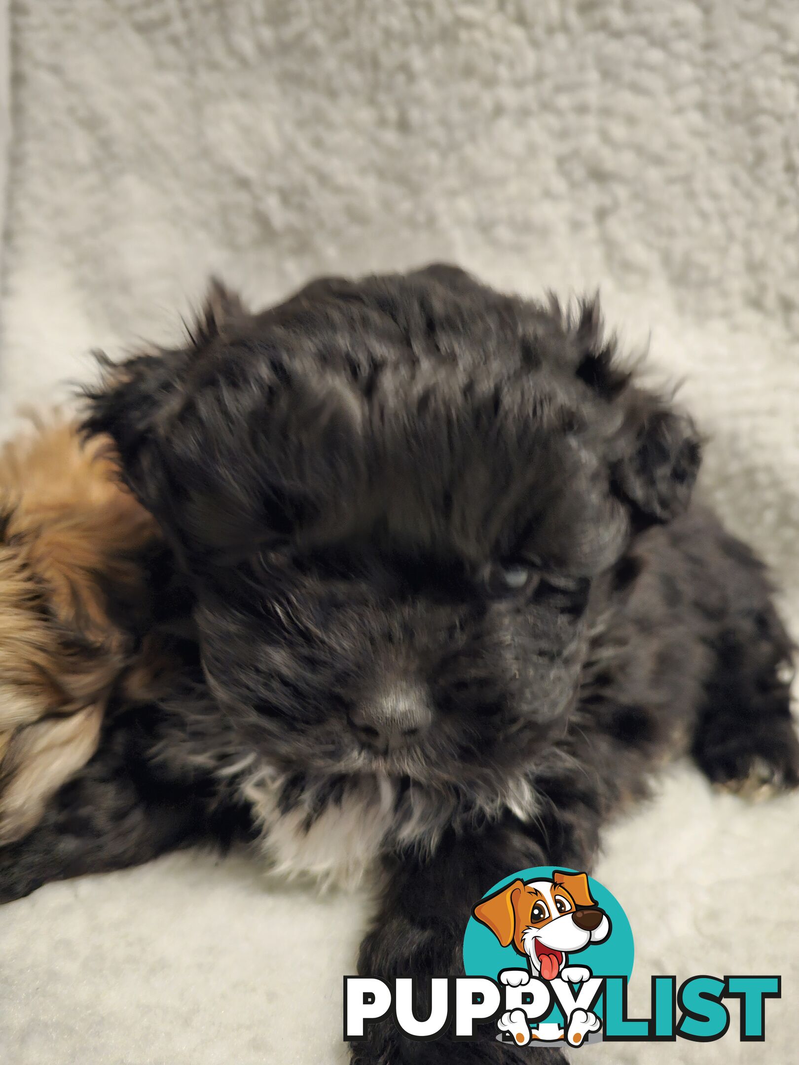 Maltese shihtzu x Lhasa Apso