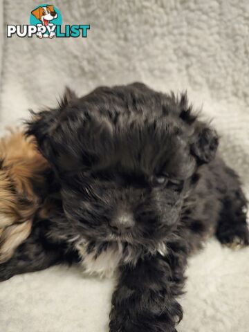 Maltese shihtzu x Lhasa Apso