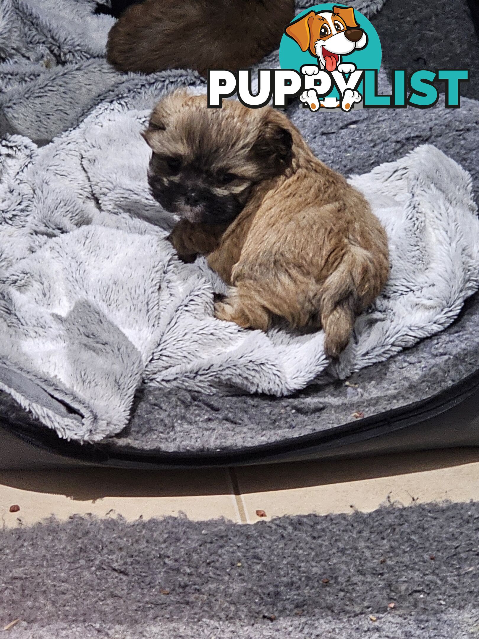 Maltese shihtzu x Lhasa Apso