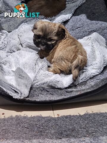 Maltese shihtzu x Lhasa Apso