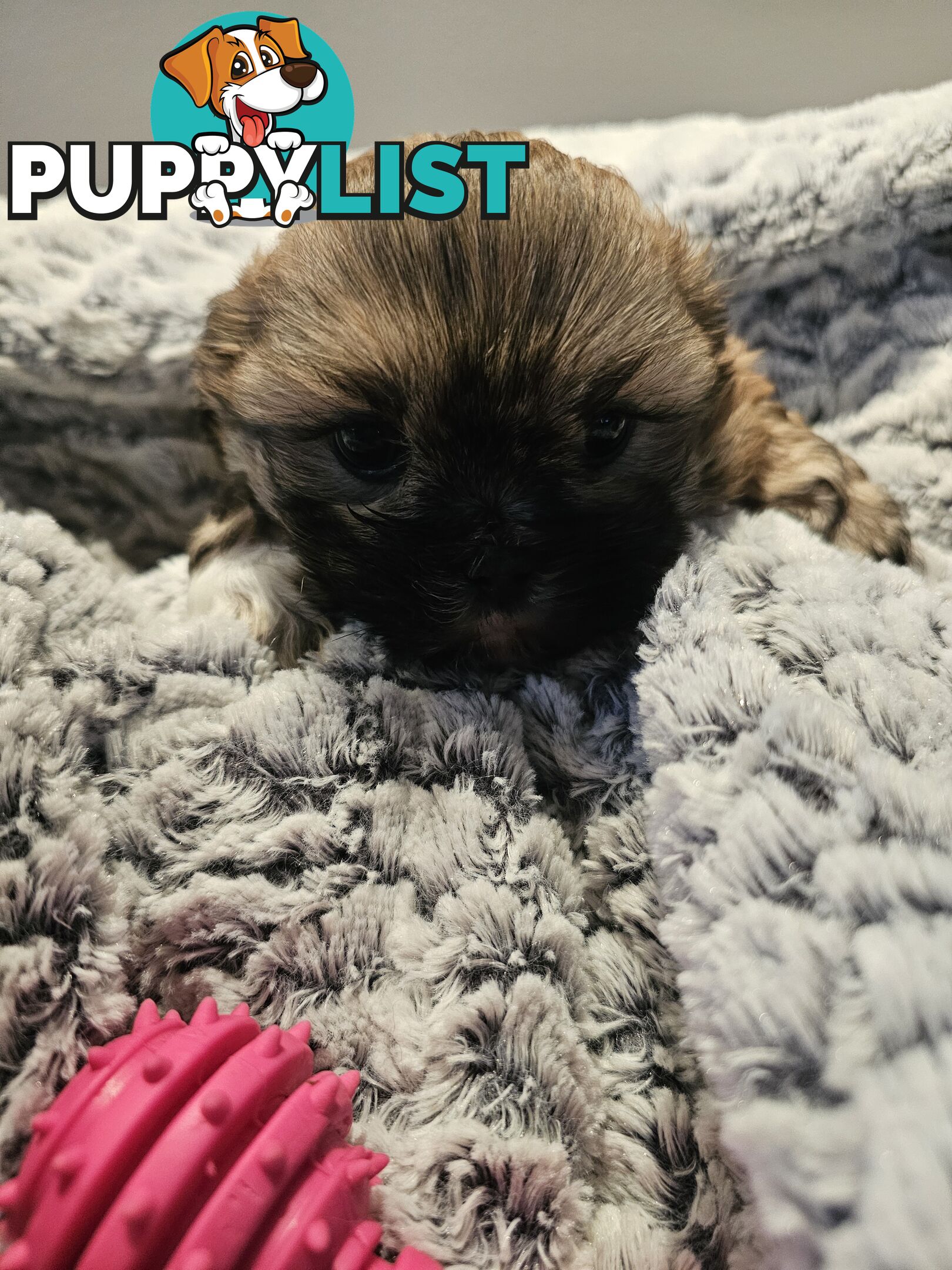 Maltese shihtzu x Lhasa Apso