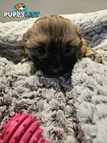 Maltese shihtzu x Lhasa Apso