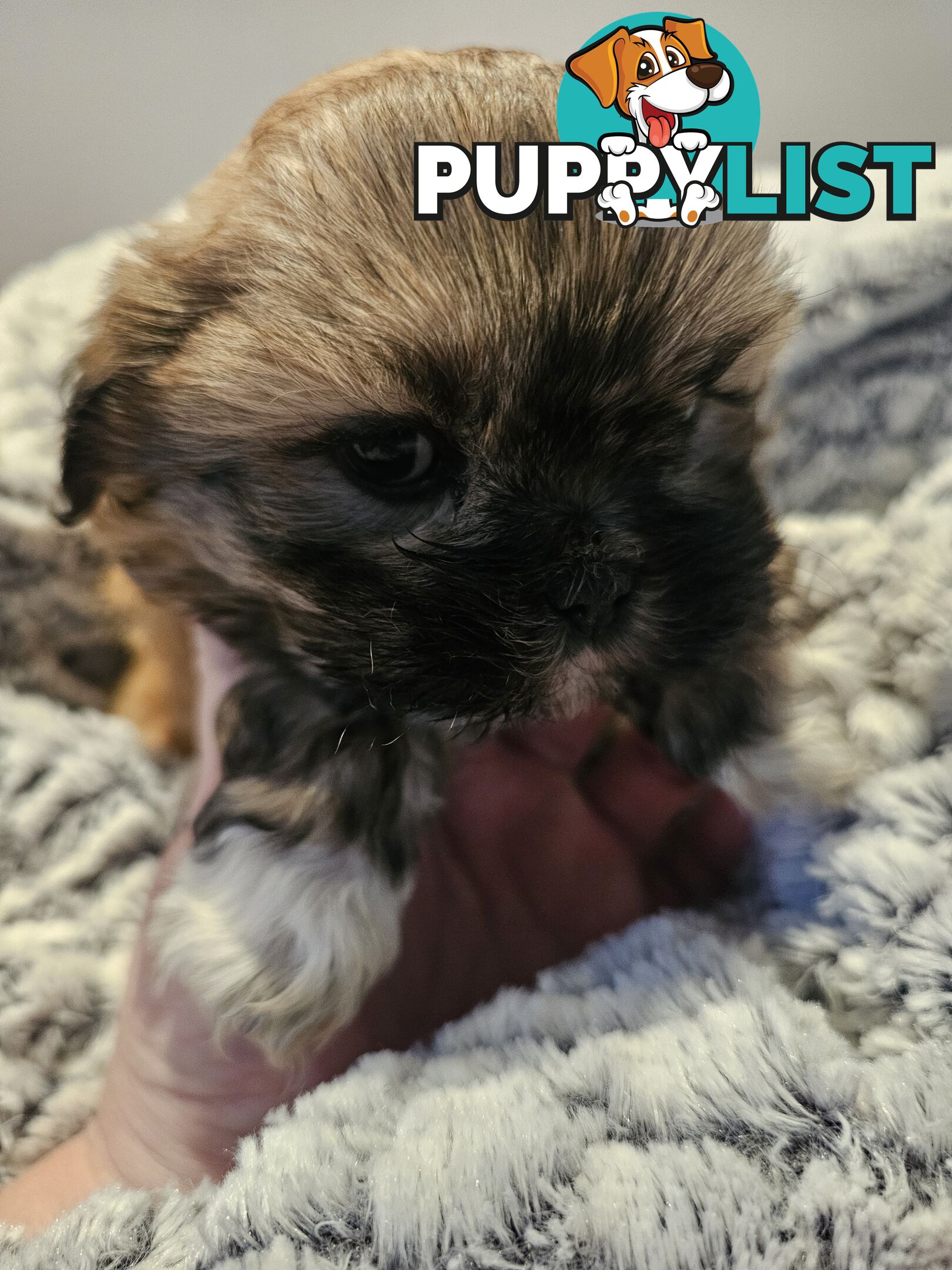Maltese shihtzu x Lhasa Apso