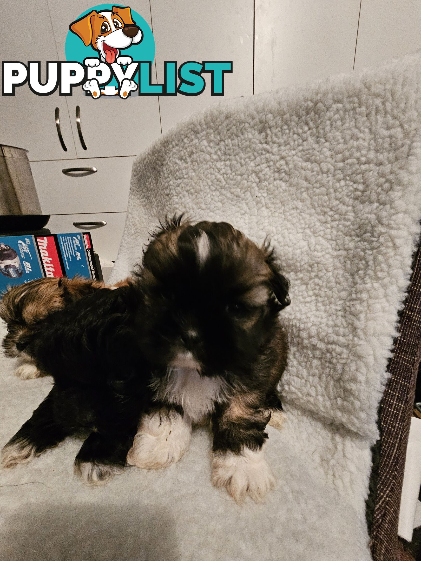 Maltese shihtzu x Lhasa Apso