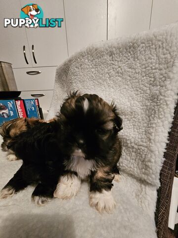 Maltese shihtzu x Lhasa Apso